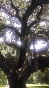 IMG_20140524_154027349